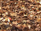 DSC00565.JPG