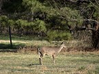 DSC00809.JPG