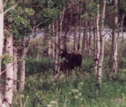 Moose at Oxbow Bend