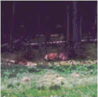 Elk at Yellowstone