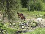 2002_06_Summer_Vacation_108_DSC00715.JPG