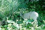 2002_06_Summer_Vacation_545_WF30C0216281027_07_228.jpg