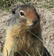 Ground Squirrel, Banff National Park