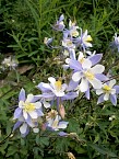 100_0515.JPG