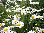 100_0521.JPG