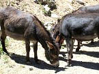 100_0533.JPG