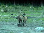 DSC07134.JPG