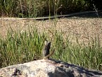 DSC07360.JPG
