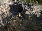 DSC07361.JPG